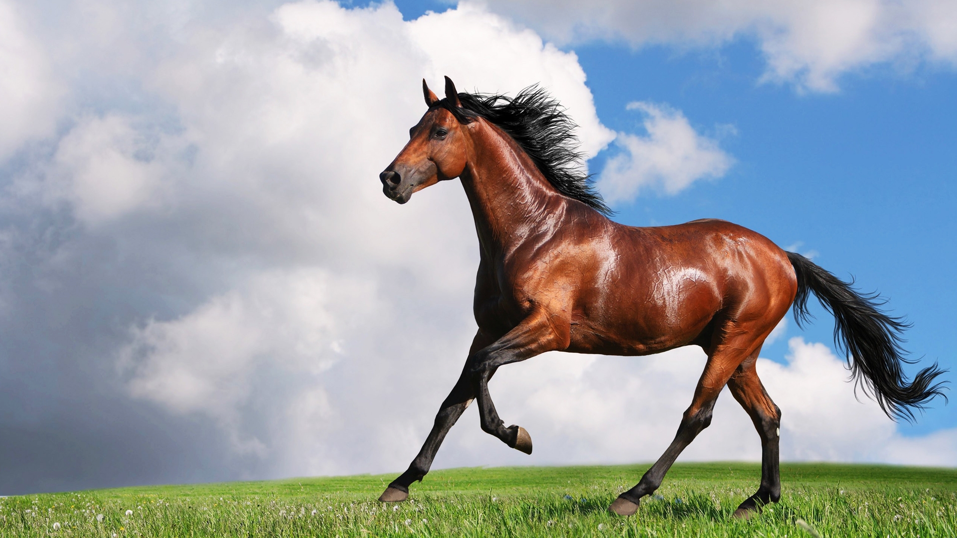 A chestnut horse gallops freely across a vibrant green field, with a backdrop of a dynamic sky filled with white clouds