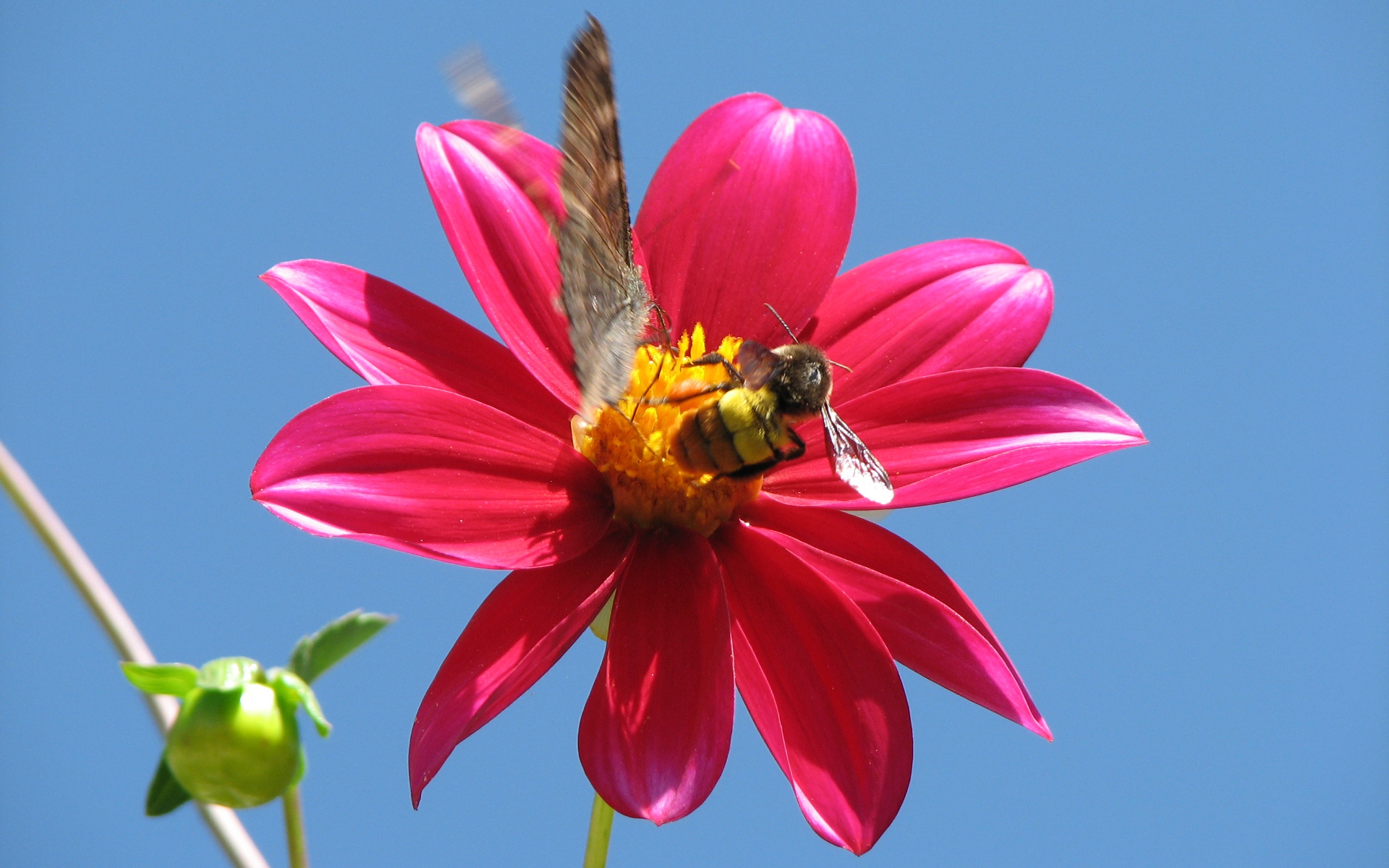 Flower With Black Bee And Butterfly Widescreen Desktop Wallpaper Jpg