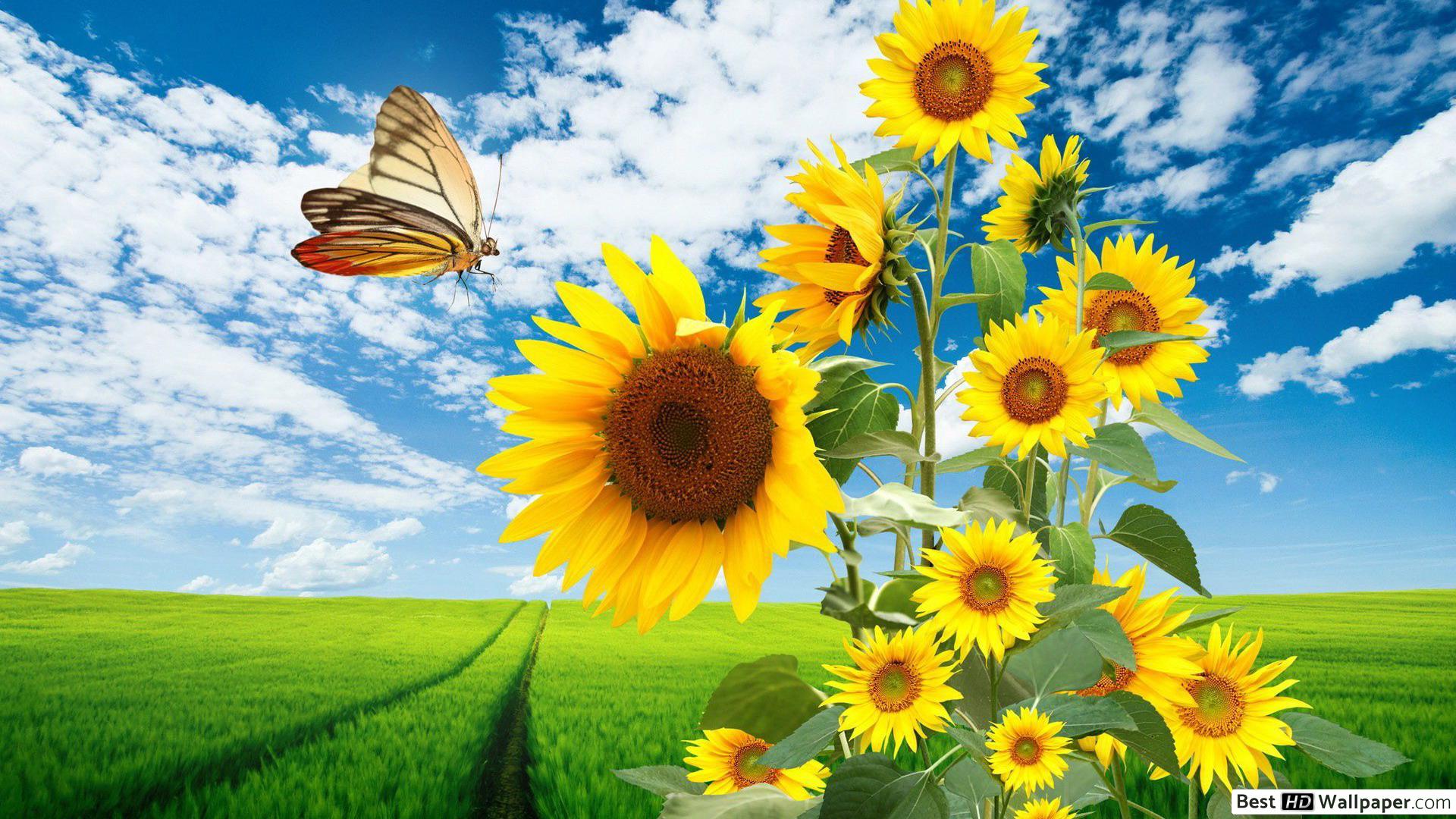 Sunflowers And Butterfly HD Wallpaper