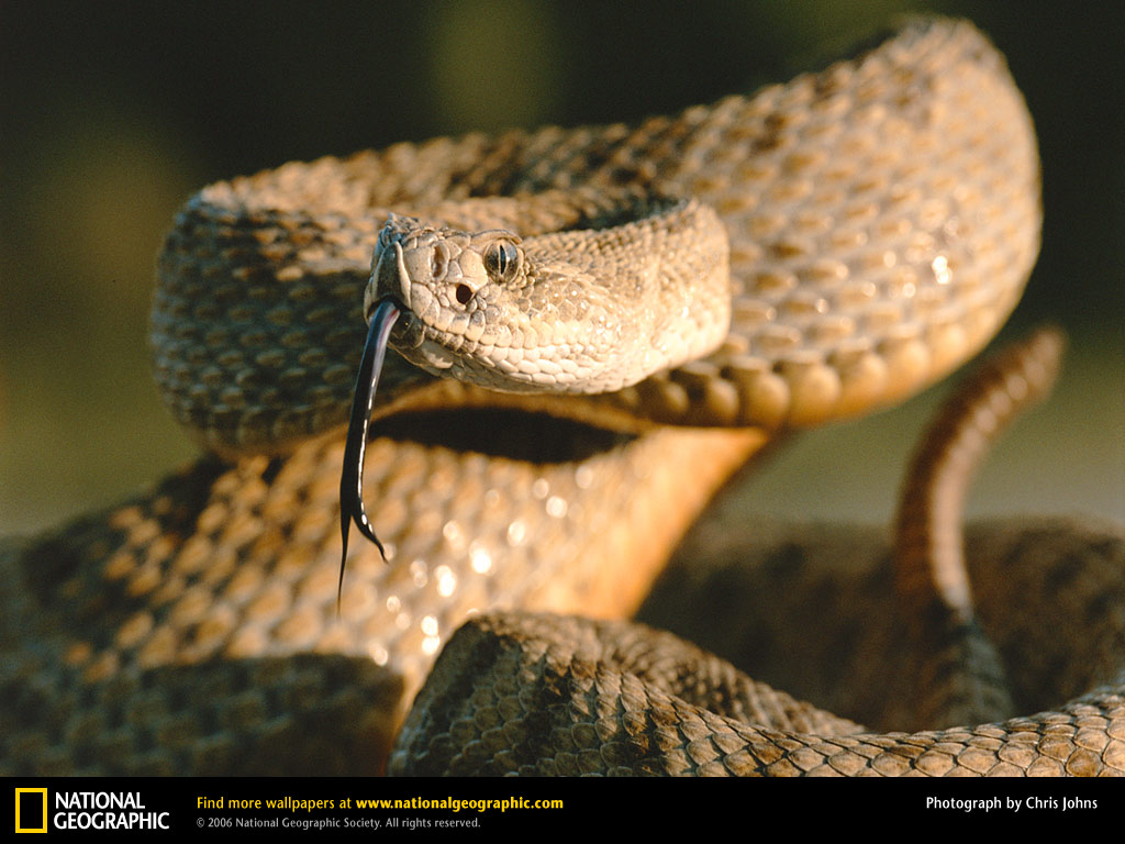 Rattlesnake Picture Desktop Wallpaper