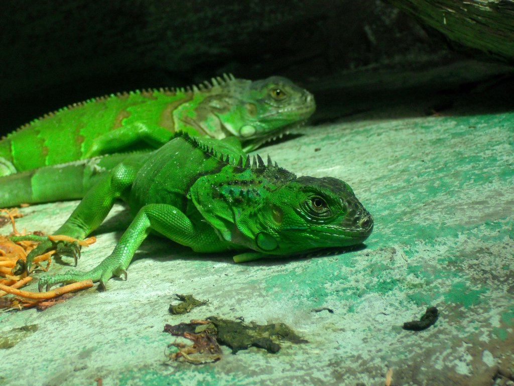 Green Iguana Wallpaper