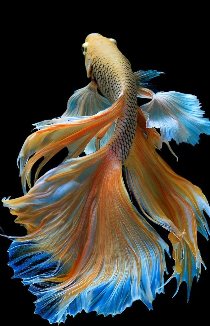 So Cute Aquatic Art Fish Drawings Ocean Creatures
