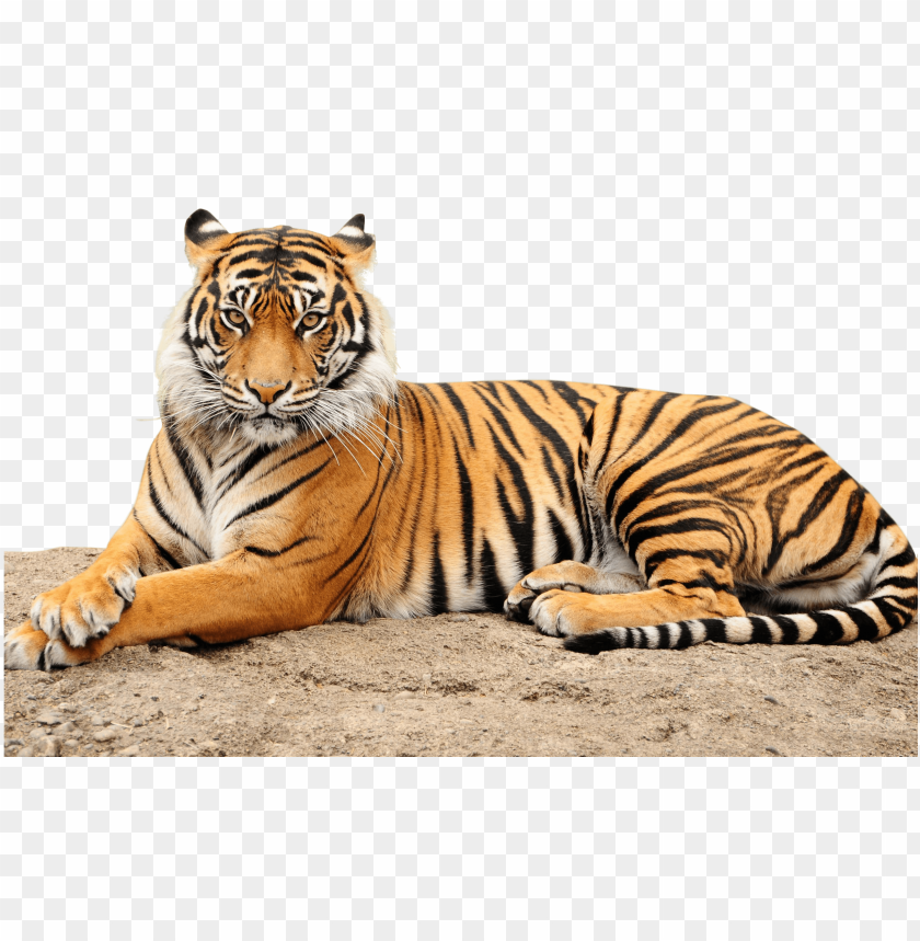 Roaring Tiger Png Point Defiance Zoo Aquarium Image With