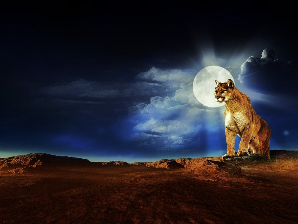 Jumping Puma Cougars Mountain Lions Wallpaper The Cougar