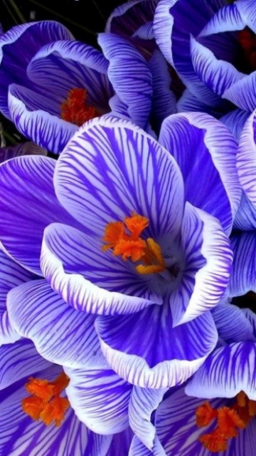 Purple Flower Mobile Phone Wallpaper HD S