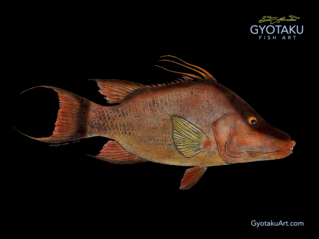 Gyotaku S And Wallpaper