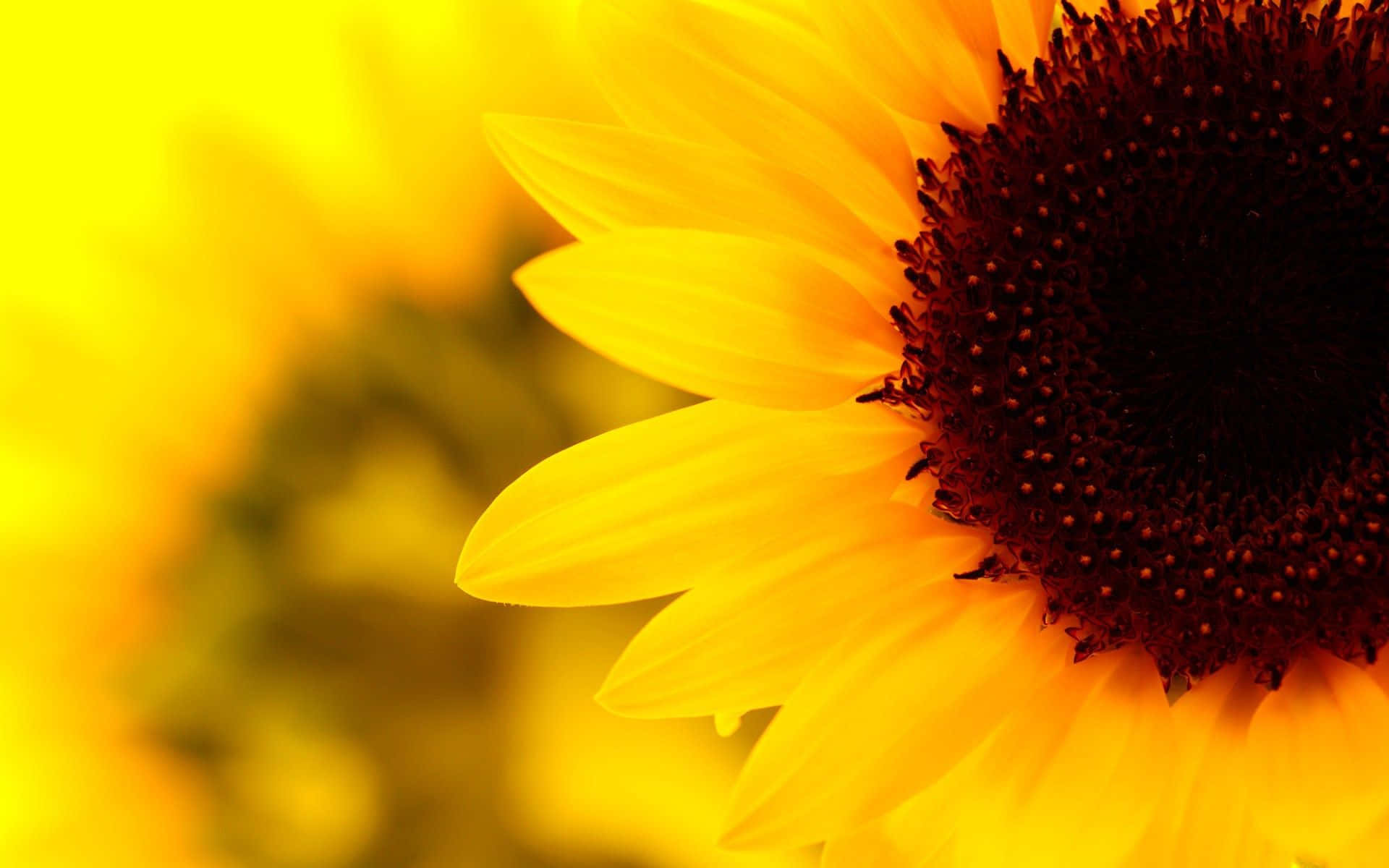 Vibrant Sunflower Yellow Aesthetic Wallpaper