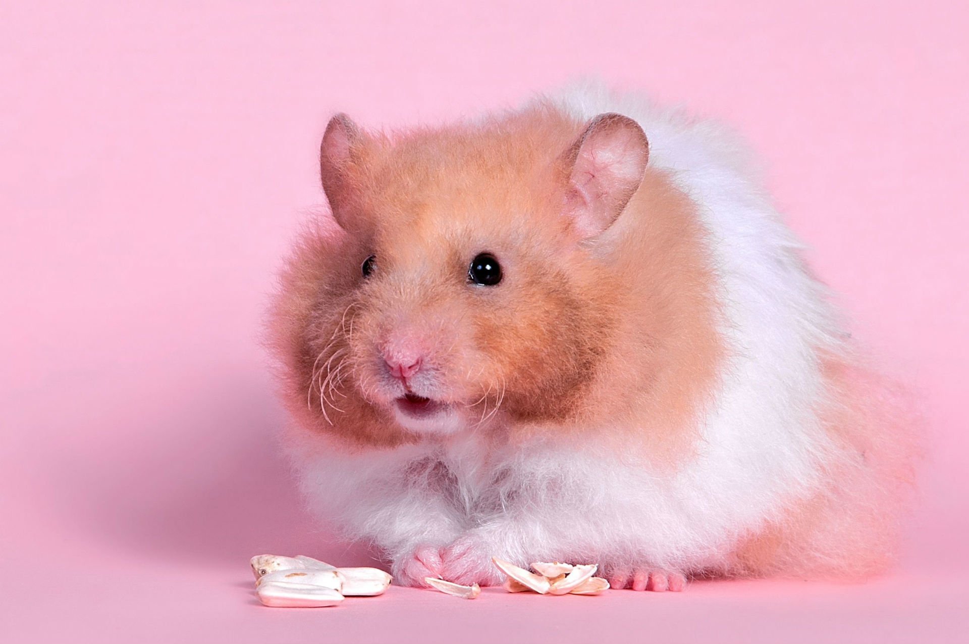 Hamster Puter Wallpaper Desktop Background