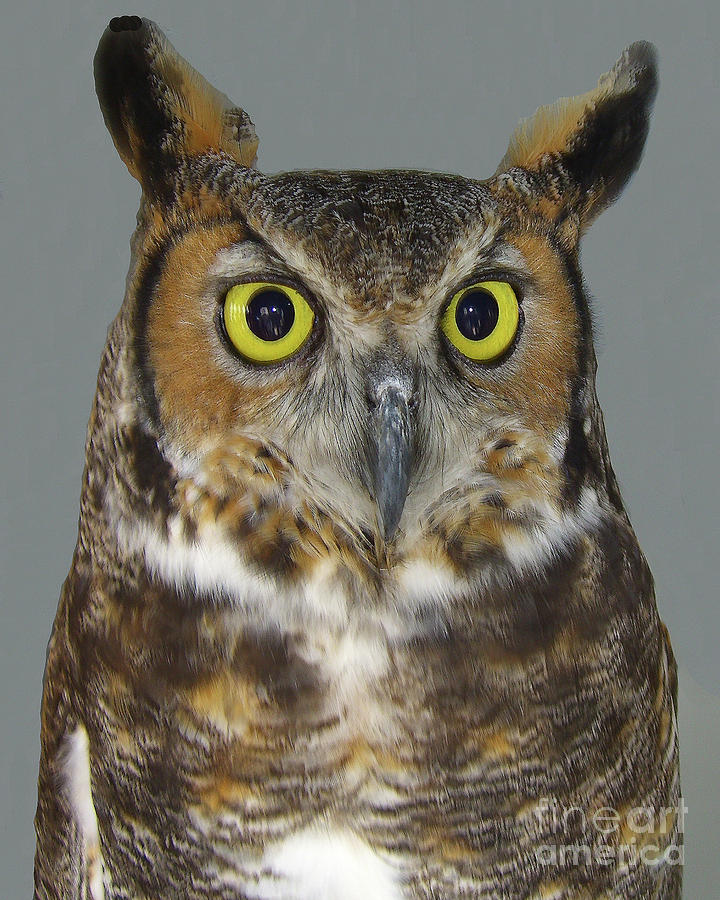 Hoot Owl Im Looking At You Merton Allen Jpg 20owl