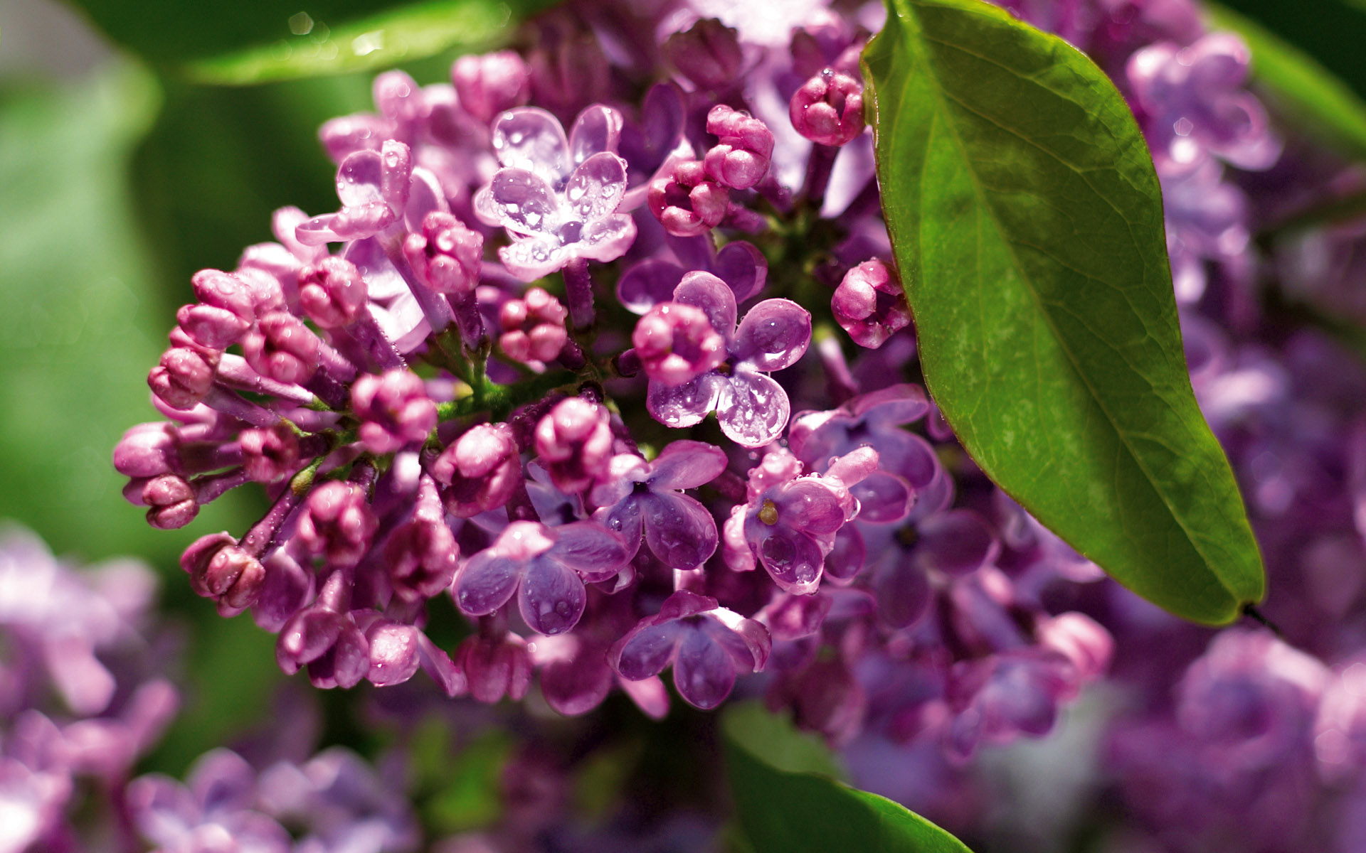 Flowers Purple Lilac   Free high quality background pictures
