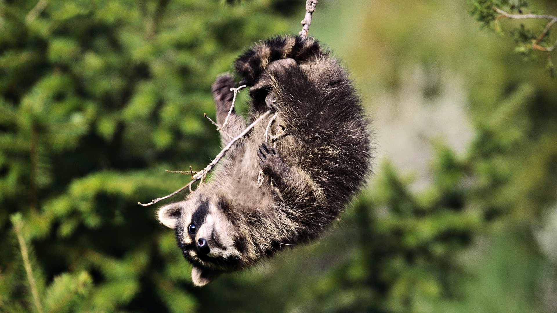 Animals Raccoons Wallpaper