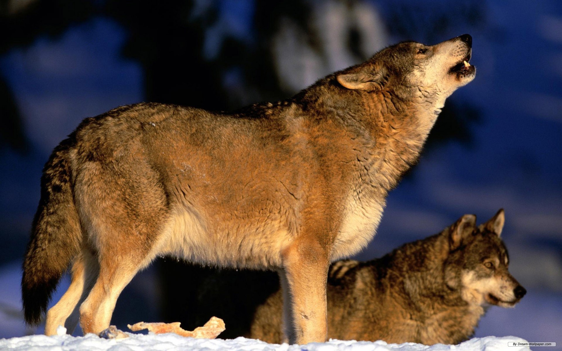 Animal Wolf Background Desktop Wallpaper HD
