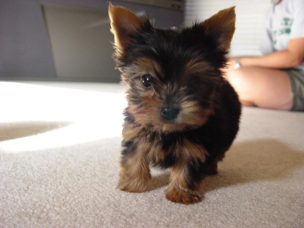 Puppy World Pictures Of A Yorkie
