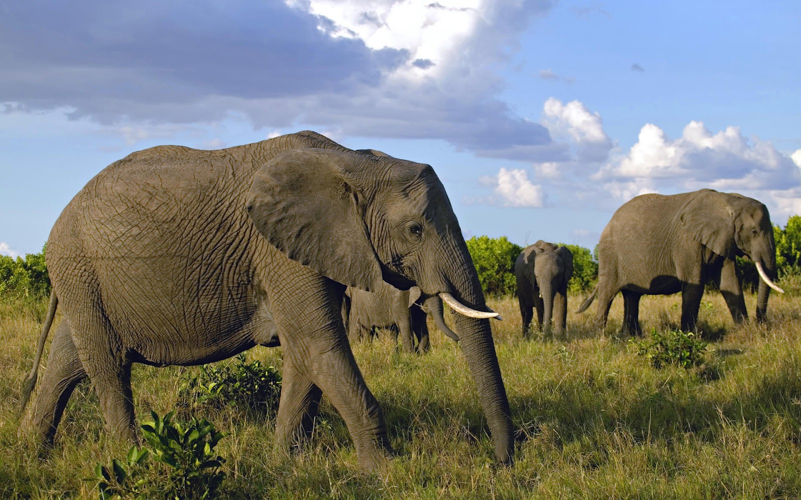 HD Animal Wallpaper With A Group Of African Elephants