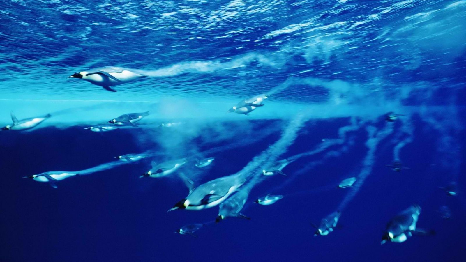 Diving Penguins Deep Blue Water Wallpaper Stream