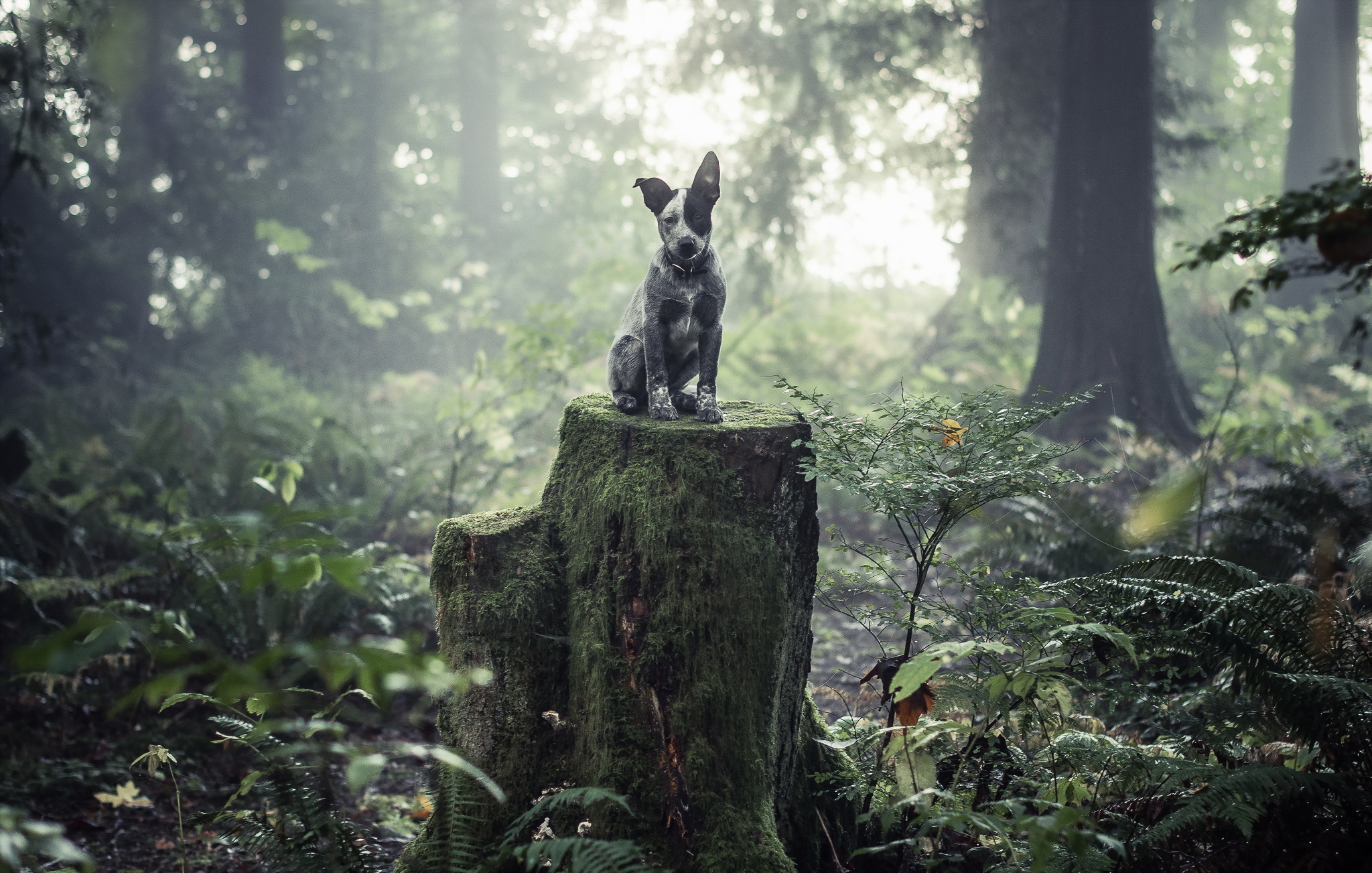 American Staffordshire Terrier HD Wallpaper