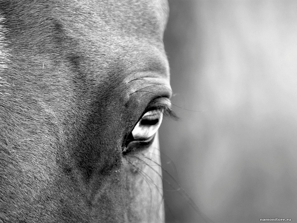 Eye Of A Horse Animals Black And White Grey Horses