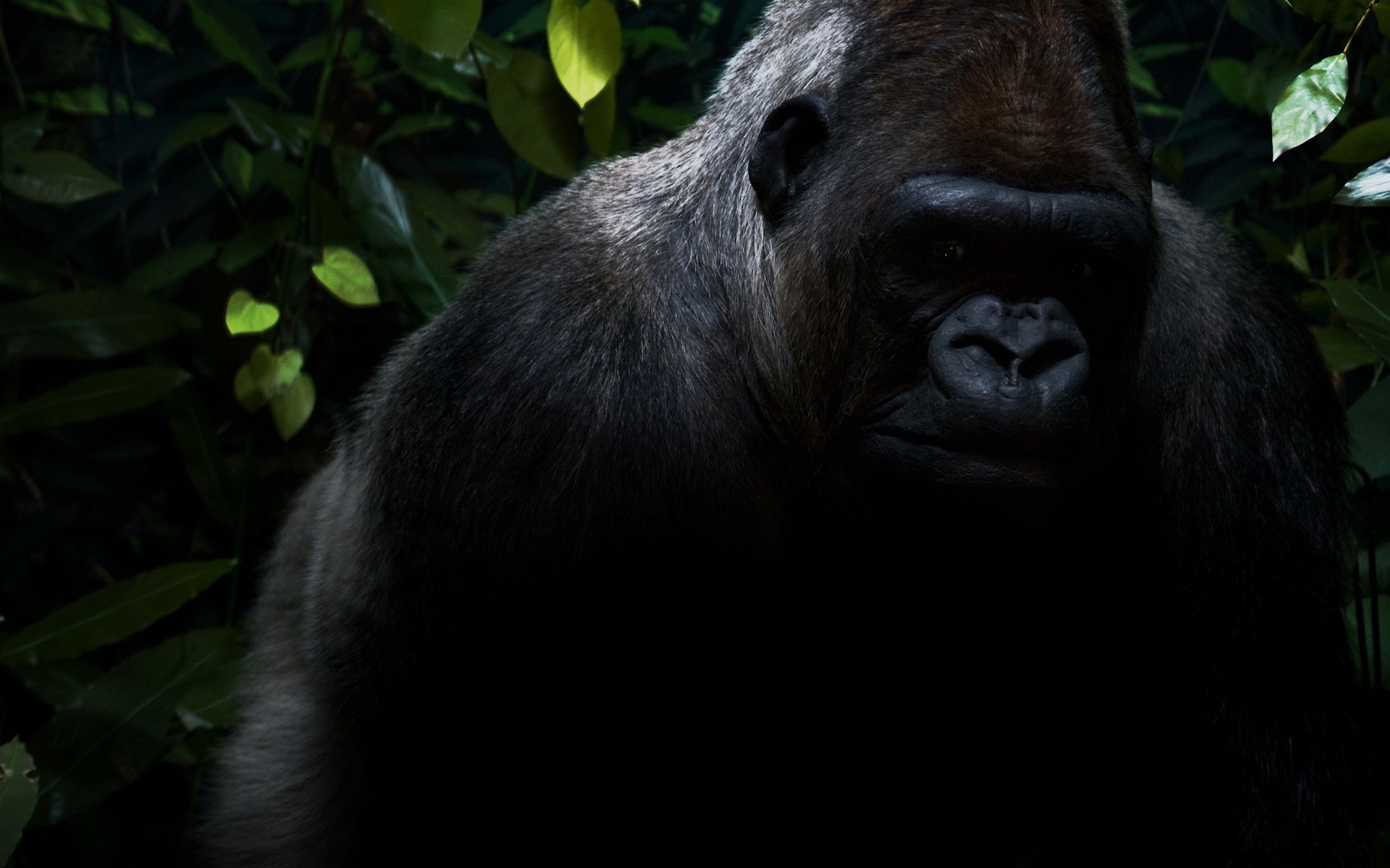 1366x768 gorilla background