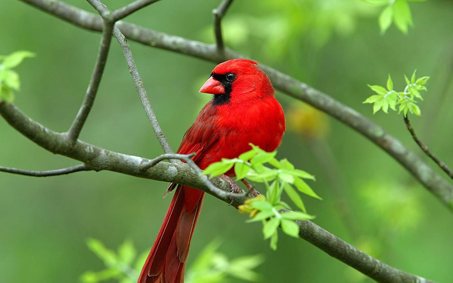 Cardinal Perched On Branch Pc Wallpaper Full HD Points