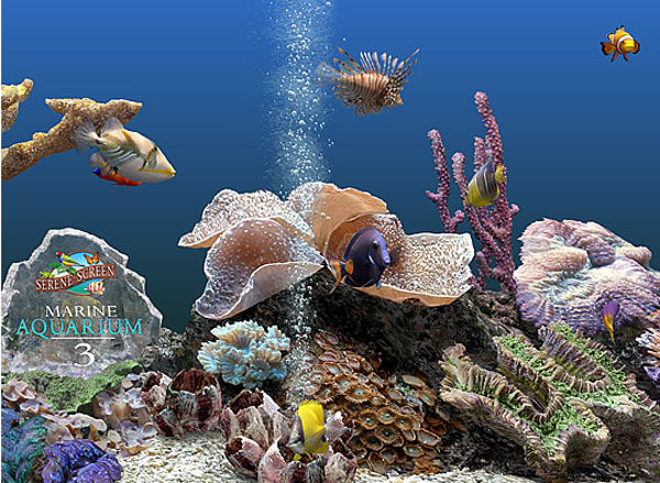 Source URL httpwwwwinportalnlmarine aquariumafbeeldingen