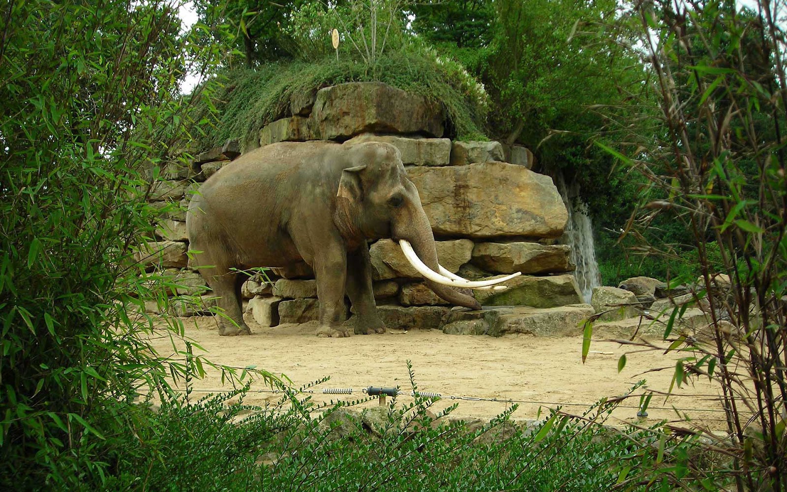 Wallpaper elephant in zoo Emmen HD Animals Wallpapers 1600x1000