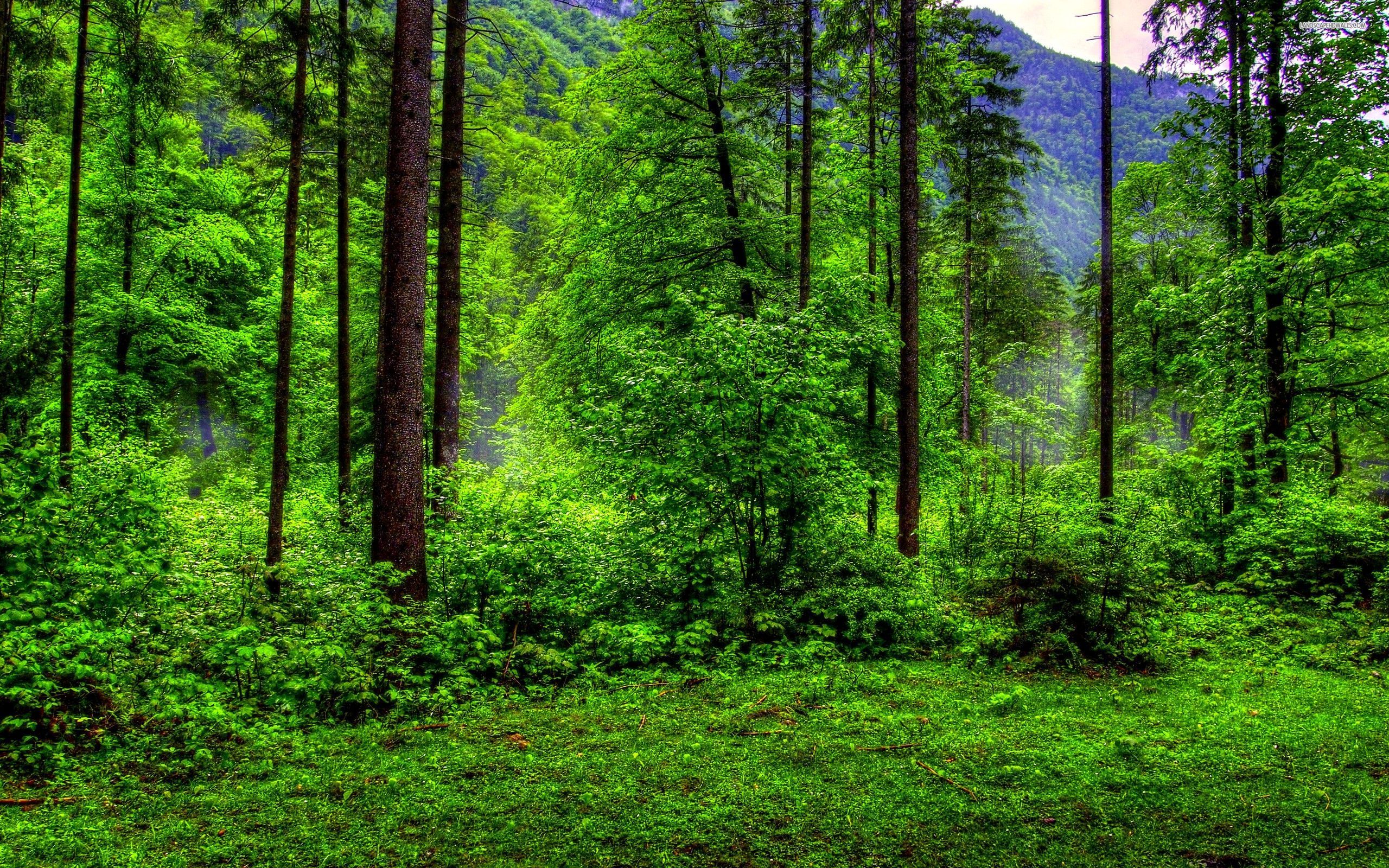 Free download Green Forest Wallpaper HD [2560x1600] for your Desktop,  Mobile & Tablet | Explore 74+ Green Forest Background | Forest Green  Wallpaper, Forest Green Background, Forest Background