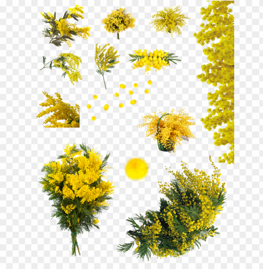 Mimosa Tree Png Image With Transparent Background Toppng