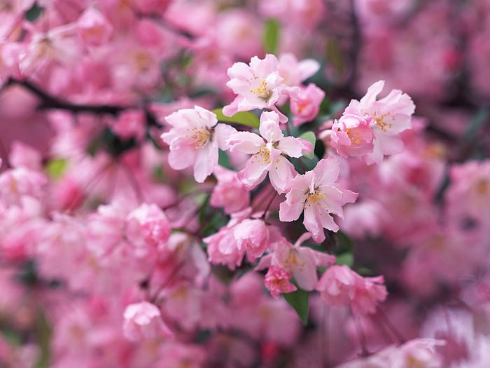 pink cherry blossom wallpaper Funny Amazing Images
