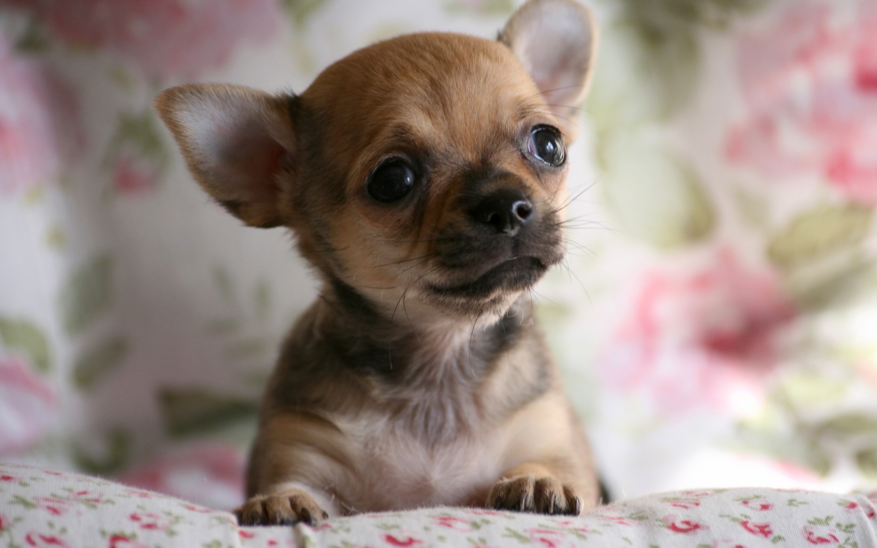 Chihuahua Wallpaper For Computer