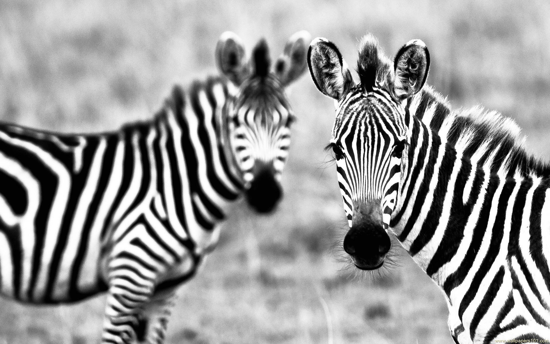 Wallpaper Black And White Zebras