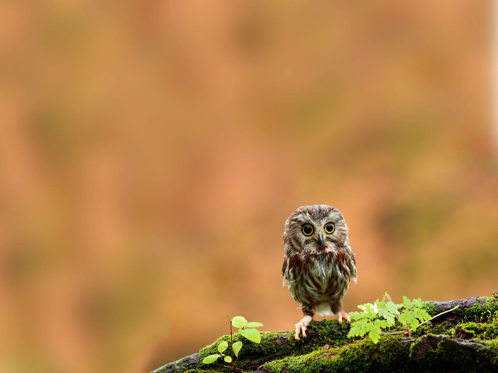  funny owl wallpapers images photos pictures and backgrounds for free