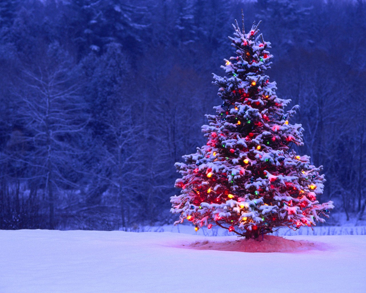 Winter Season Snow Christmas Trees Tree Desktop HD Wallpaper