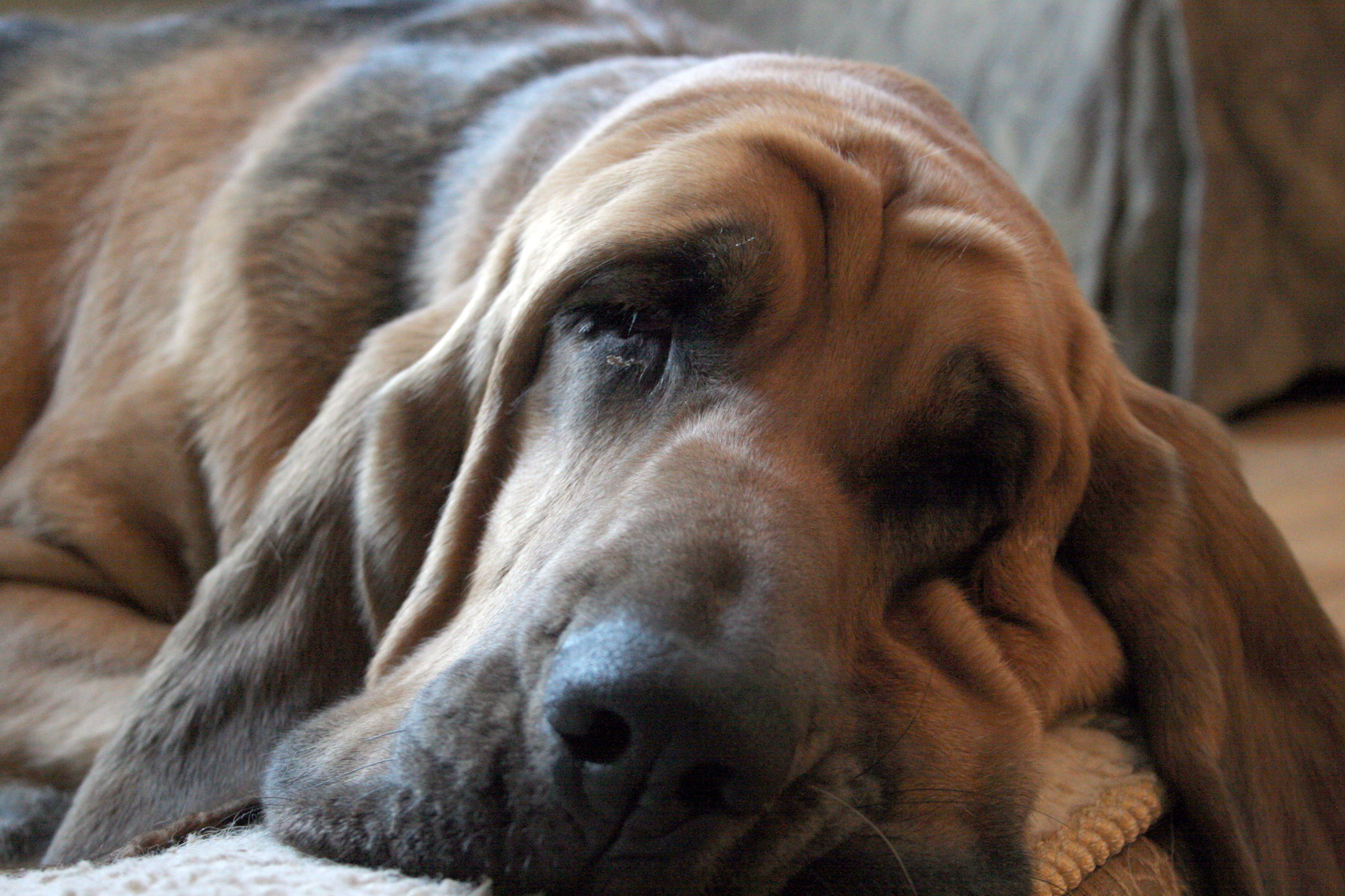 Cute Wrinkled Bloodhound Face Photo And Wallpaper Beautiful
