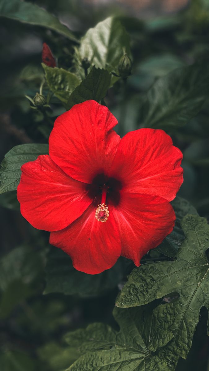 Captivating Hibiscus In Vibrant Red Wallpaper