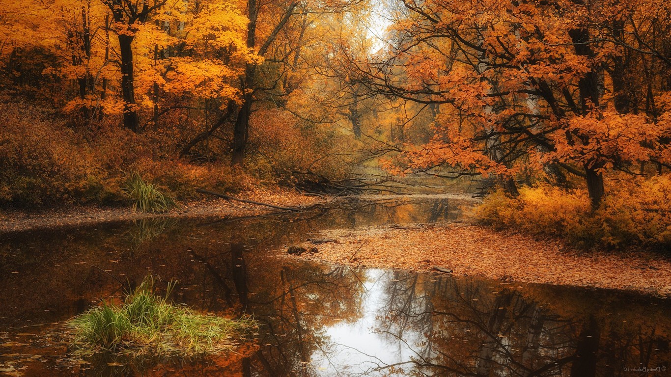 Forest River In Autumn Wallpaper