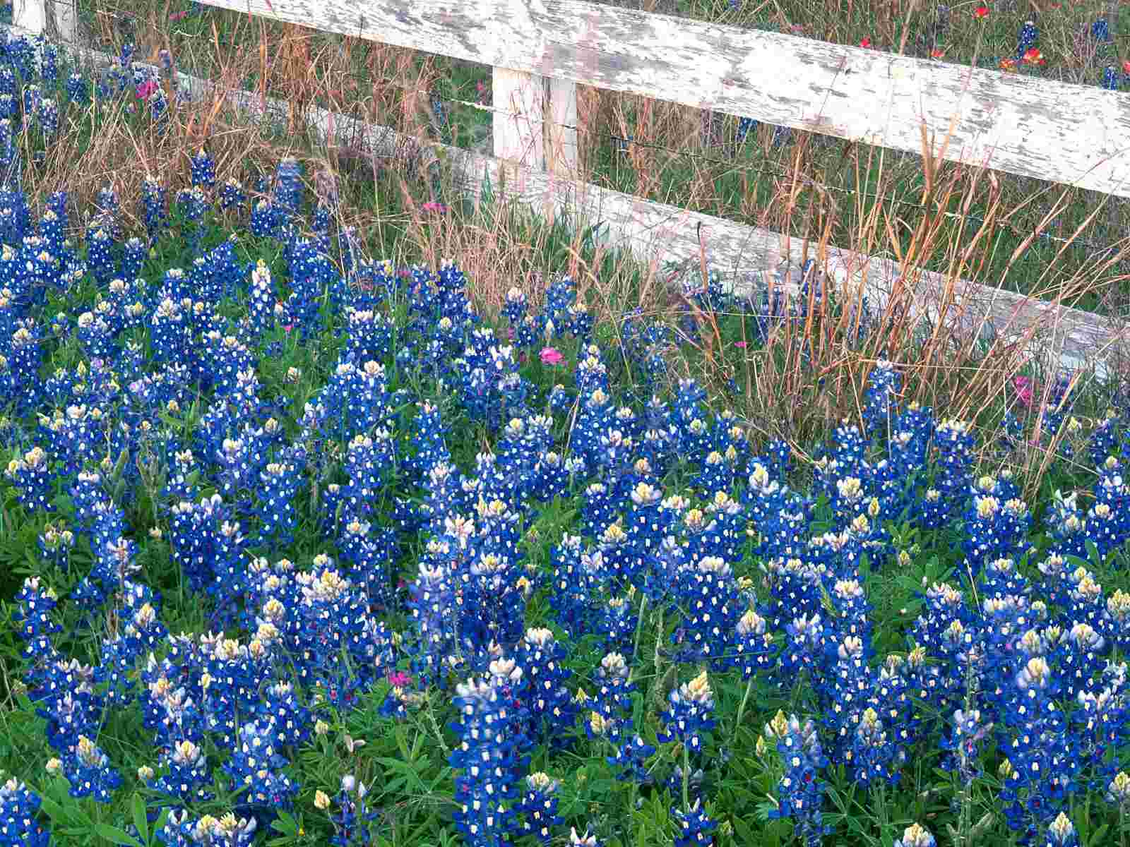 Blue Bonnets Texas Hill Country Marble Falls Texas wallpaper