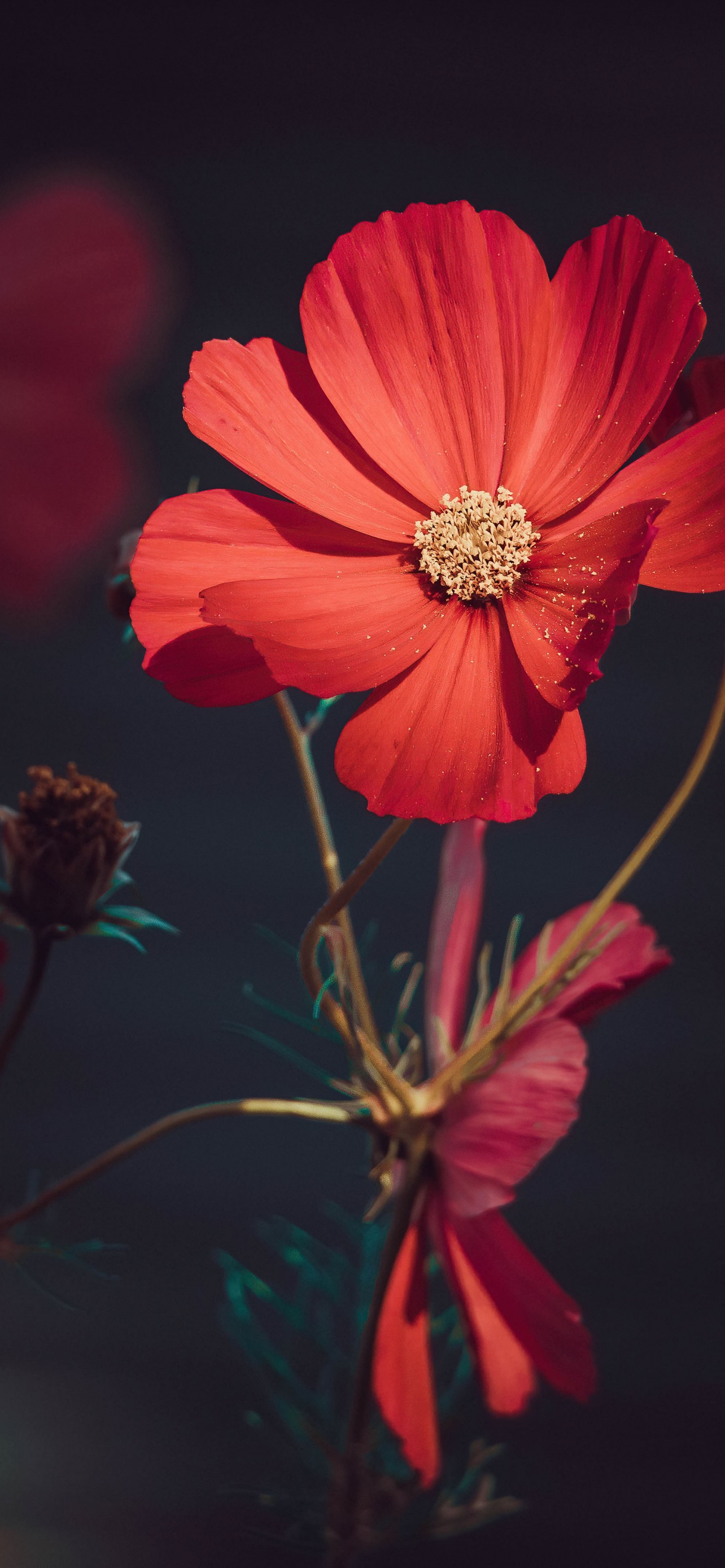 Orange Flowers Wallpaper 4k Summer Blossom Bloom Aesthetic