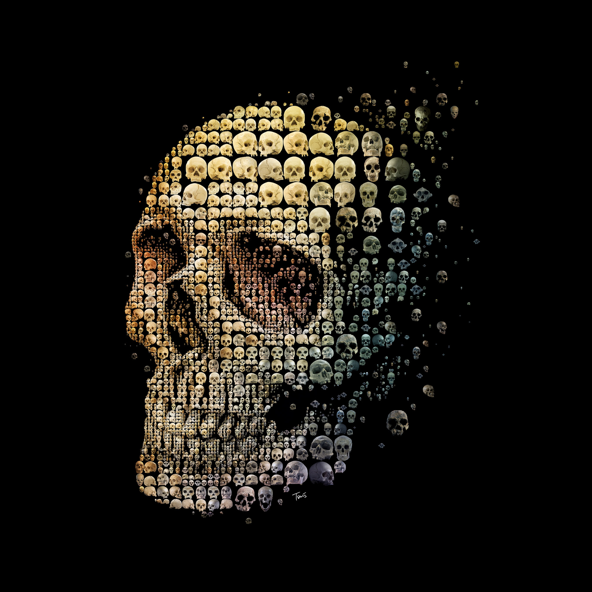 Skull Evolution Cool iPad Air Wallpapers Free Download
