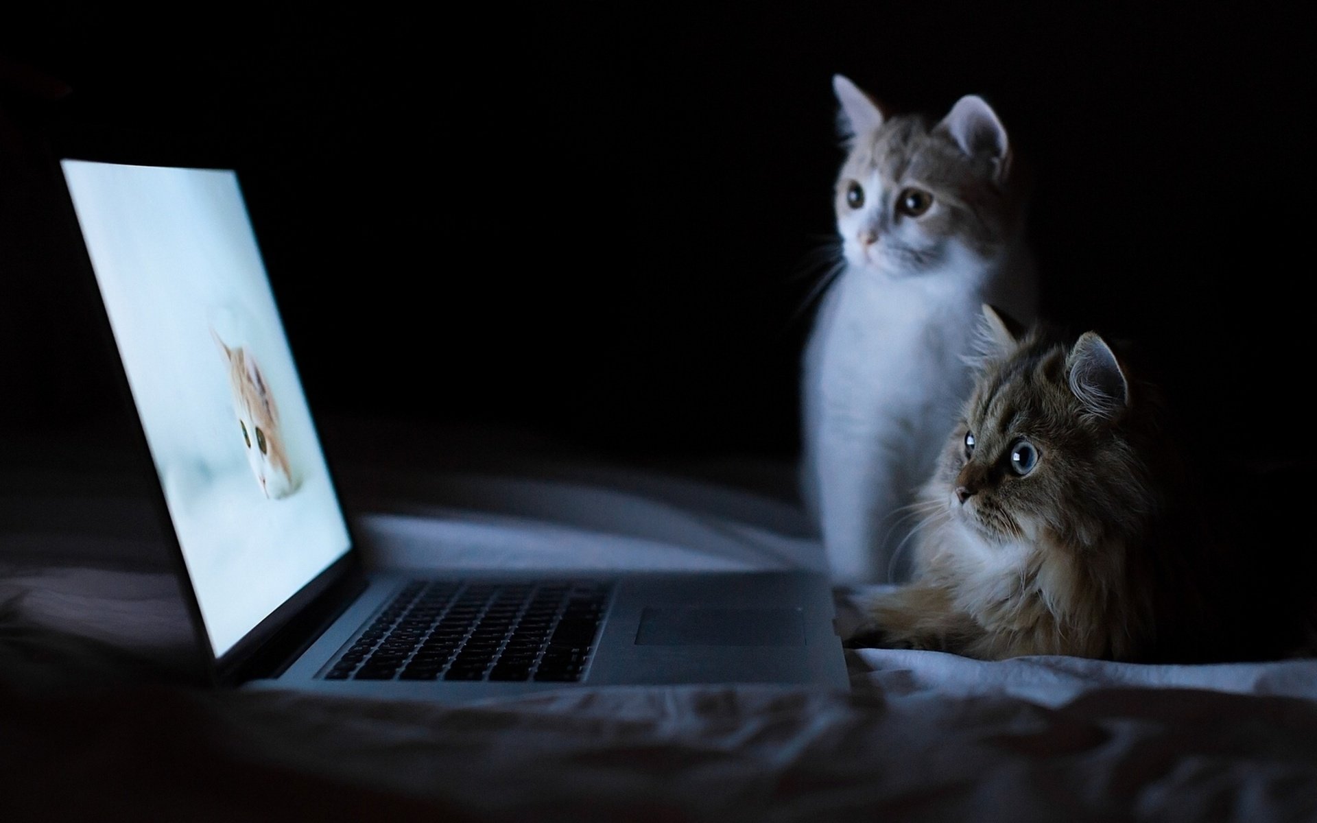 Cat Funny Full HD Wallpapers Download Free Desktop Wallpaper Images