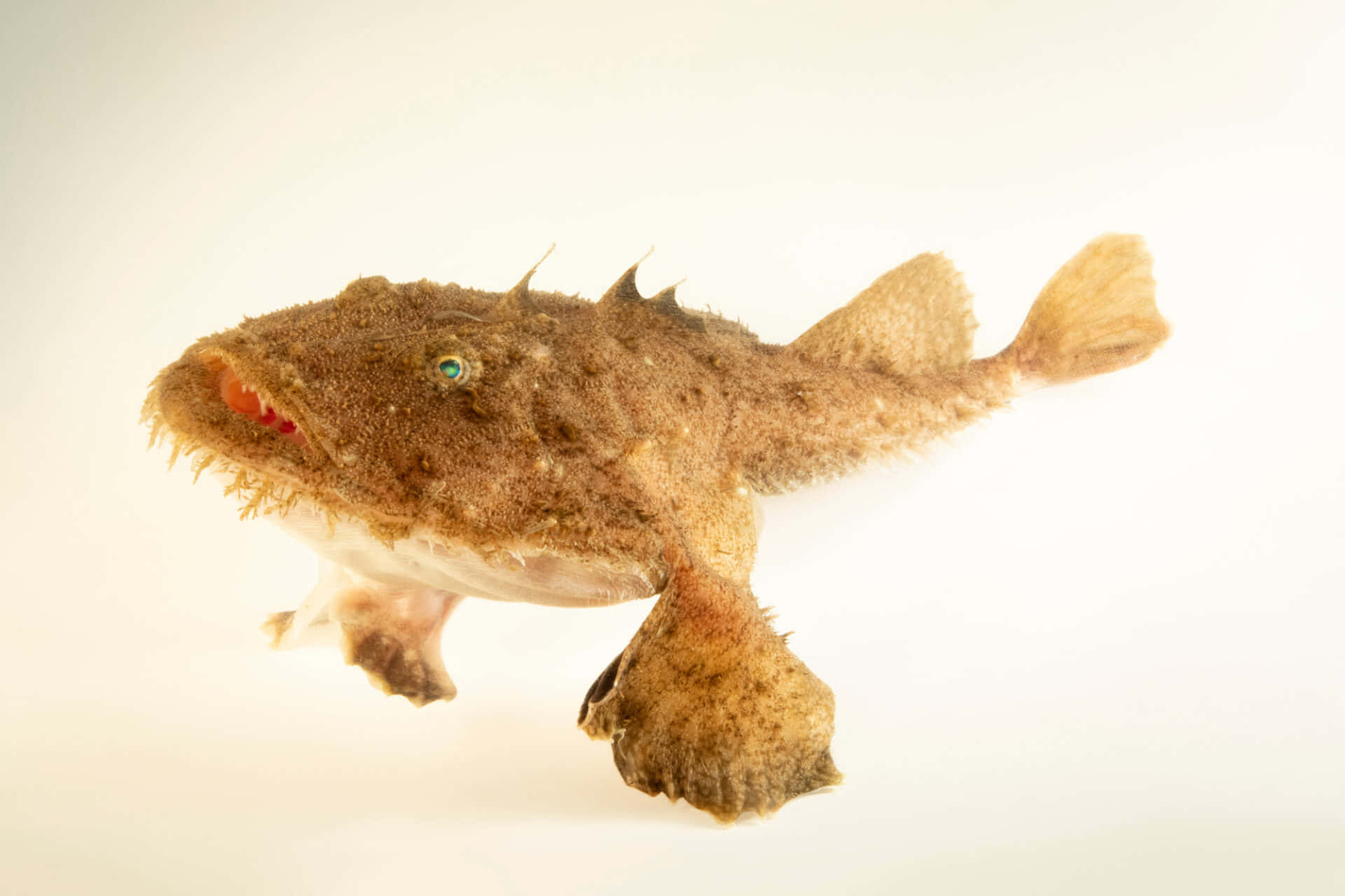 Goosefish Hvr9wf7kr8iwxe9v Wallpaper