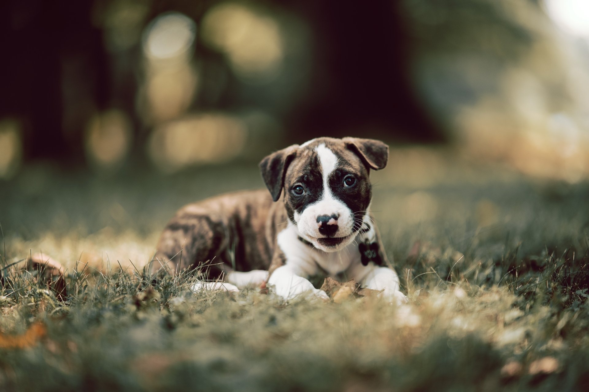 An adorable brindle and white puppy lies on the grass, looking directly at the camera. The background is softly blurred, emphasizing the puppy's cuteness