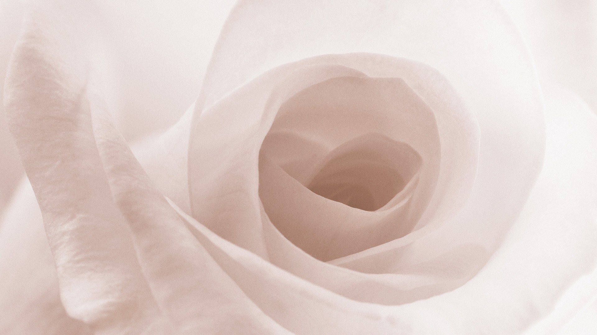 White Rose Background Wallpaper High Definition Quality