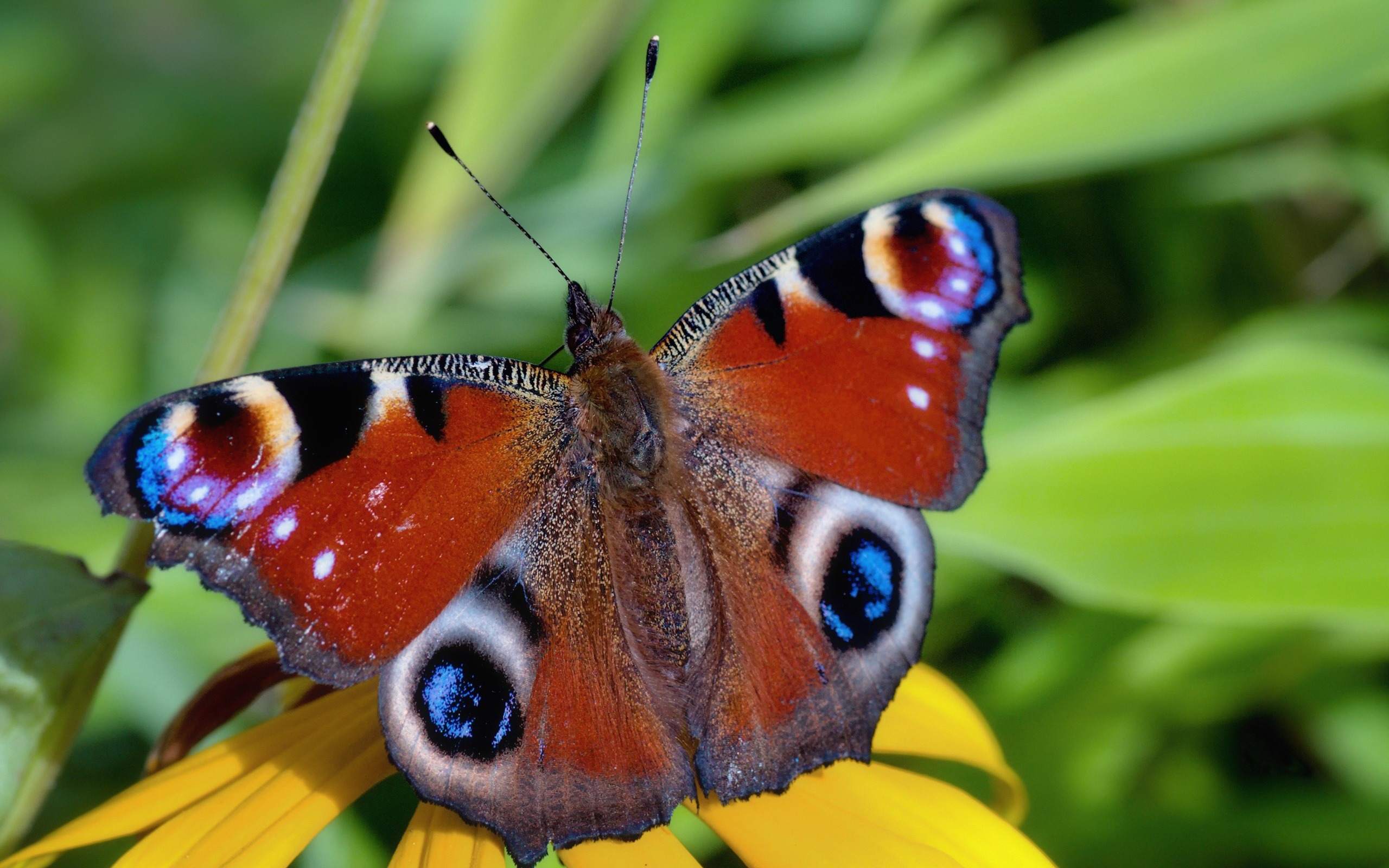 Nature Wallpaper Butterfly