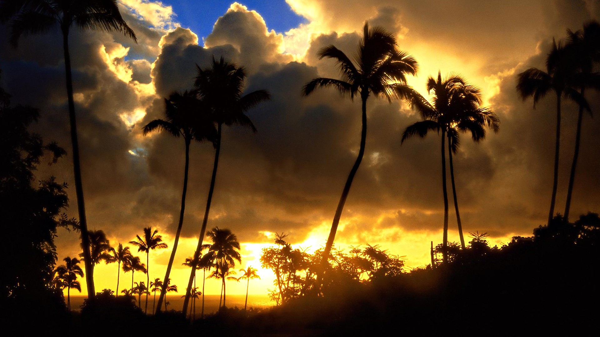 palm trees sunset wallpapers palm trees sunset wallpapers palm trees
