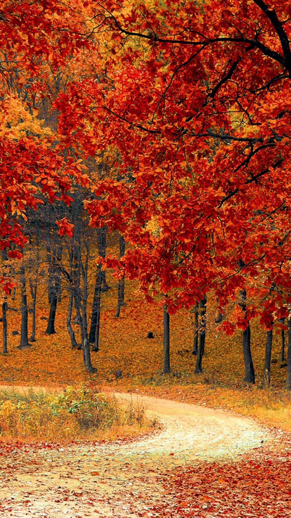 Beautiful Autumn Road Trees 4k Ultra HD Mobile Wallpaper