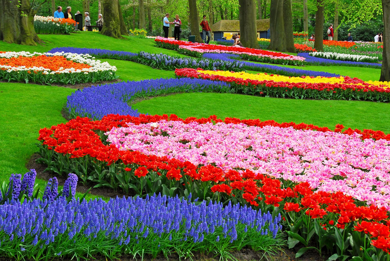 Holland Tulip Gardens HD Wallpaper In For