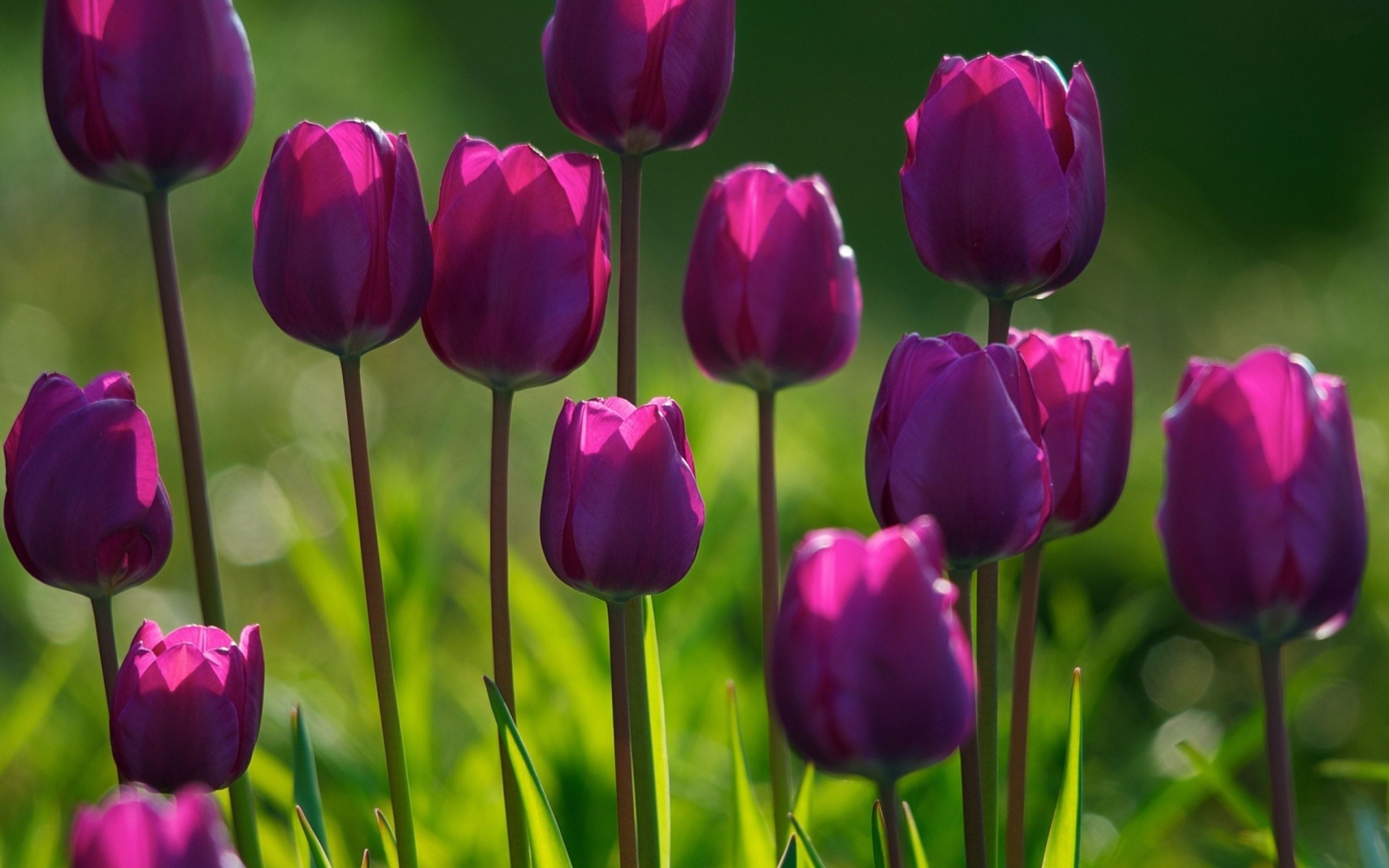 Spring Purple Flowers   Wallpaper High Definition High Quality 2880x1800