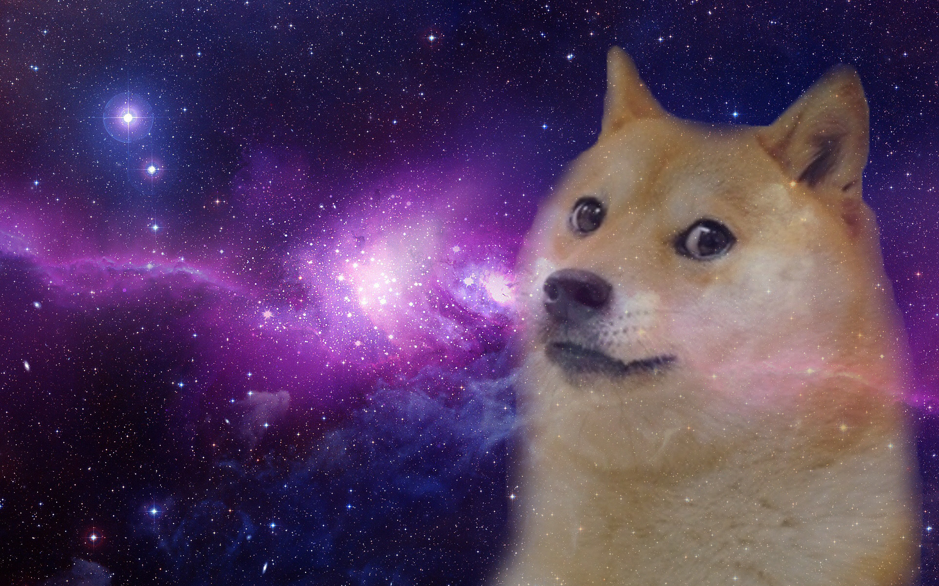 Only Doge Now