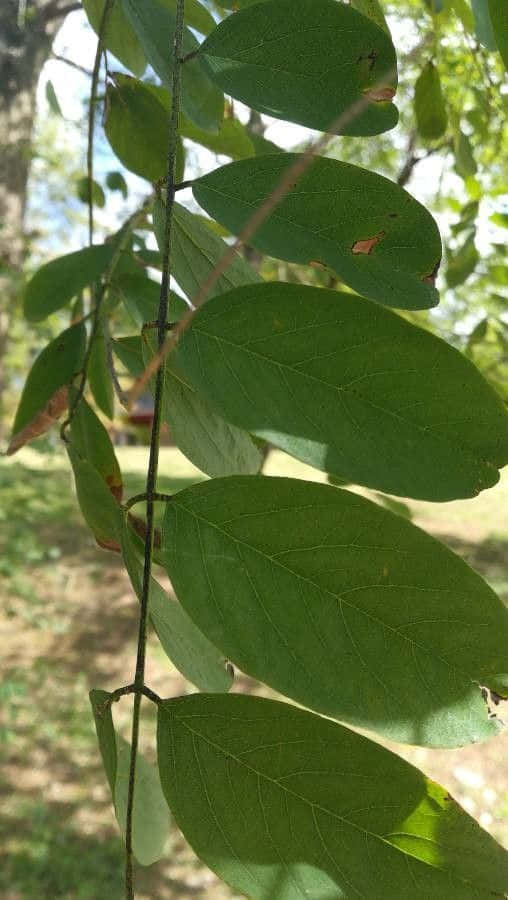 Black Locust X Wallpaper
