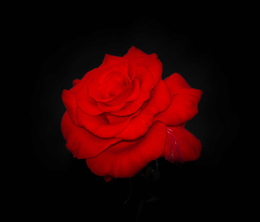 Red Rose on black background
